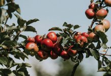 A team of UGA researchers is creating a “Noah’s Ark” of forgotten Southern apples On a hillside orchard in Blairsville, a team of UGA researchers is creating a “Noah’s Ark” of forgotten Southern apples