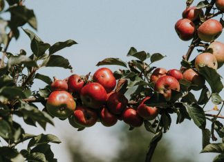 On a hillside orchard in Blairsville, a team of UGA researchers is creating a “Noah’s Ark” of forgotten Southern apples