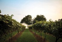 Georgia wine is coming into its own (and no, it’s not all sweet) Georgia wine is coming into its own (and no, it's not all sweet)
