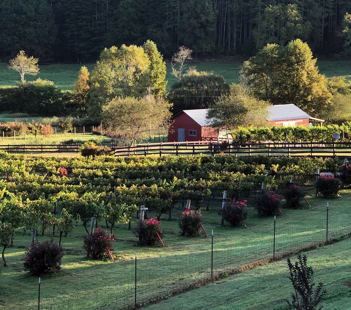 Three trips though Georgia wine country