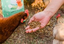 How a pair of Atlantans created gourmet snacks for chickens Grubbly Farms