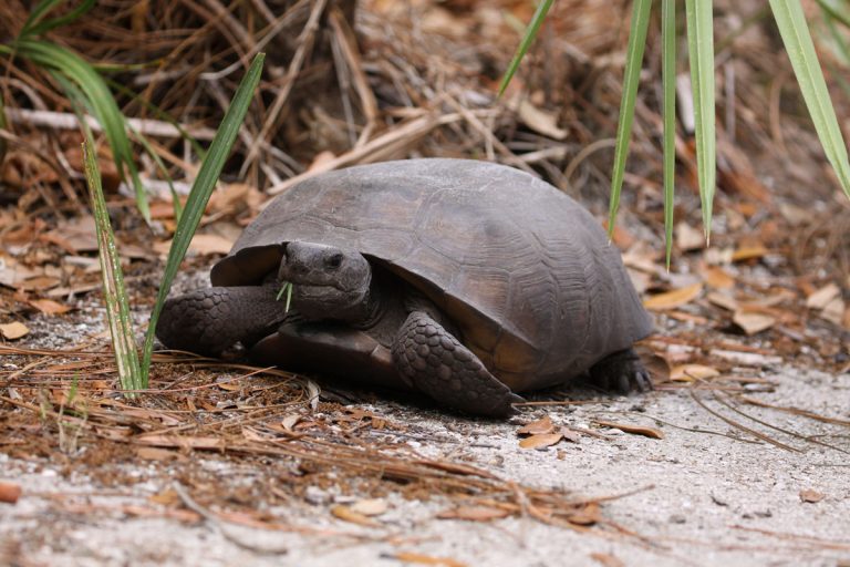 Gopher Tortoises