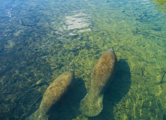 Crystal River manatees