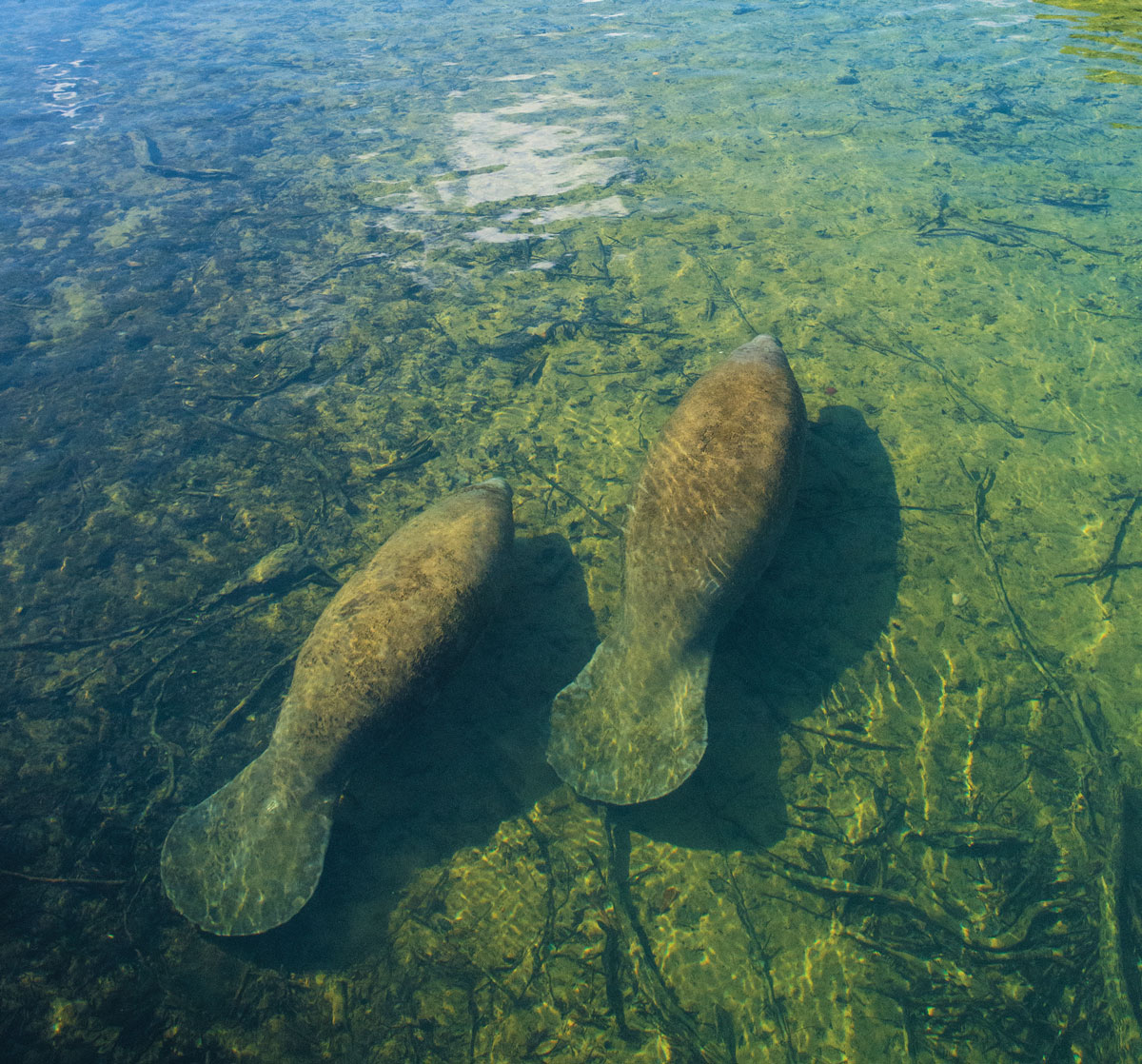 Crystal River manatees