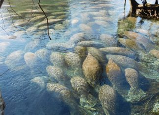 Till the Sea Cows Come Home: Swimming with gentle giants in Crystal River, Florida