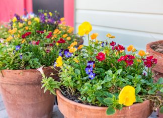 Your potted plants are (probably) thirsty How to take care of potted plants