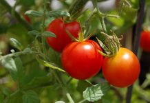 We’re not ready to say goodbye to tomato season. Here's how to preserve your summer bounty.