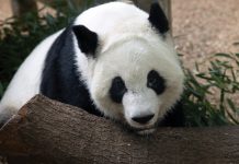 A love letter to Zoo Atlanta’s pandas A love letter to Zoo Atlanta's pandas
