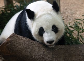 A love letter to Zoo Atlanta’s pandas A love letter to Zoo Atlanta's pandas