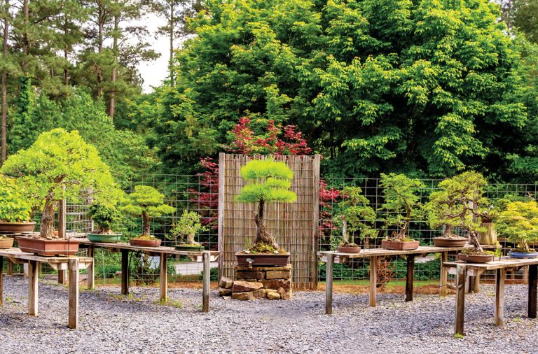 5 Reasons to love Kennesaw