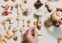 Finding fungi: Hunting for edible mushrooms in Georgia’s woodlands