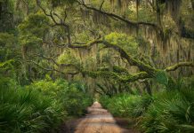 Editor’s Journal: Cumberland Island holds one of America’s most treasured love stories Cumberland Island