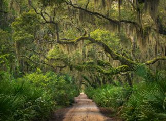 Editor’s Journal: Cumberland Island holds one of America’s most treasured love stories Cumberland Island