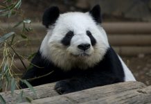 A Zoo Atlanta vet wishes a fond farewell to the giant pandas he worked with for 25 years