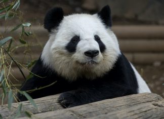 A Zoo Atlanta vet wishes a fond farewell to the giant pandas he worked with for 25 years