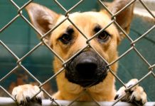 Due to flood risk, Lifeline Animal Project asks for help fostering or adopting dogs from old Fulton shelter Due to flood risk, Lifeline Animal Project asks for help fostering or adopting dogs from old Fulton shelter
