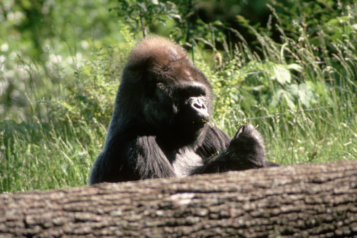 Famous Gorilla "Willie B" at Atlanta Zoo