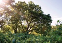 Atlanta is losing trees at an alarming rate—what can we save? The oldest white oak in Atlanta