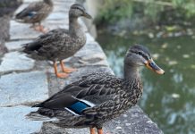 A love letter to Atlanta’s urban wildlife