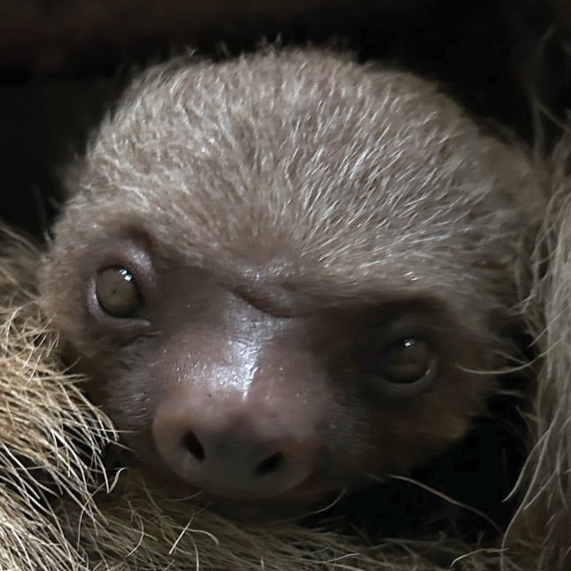 Rolo, the baby sloth