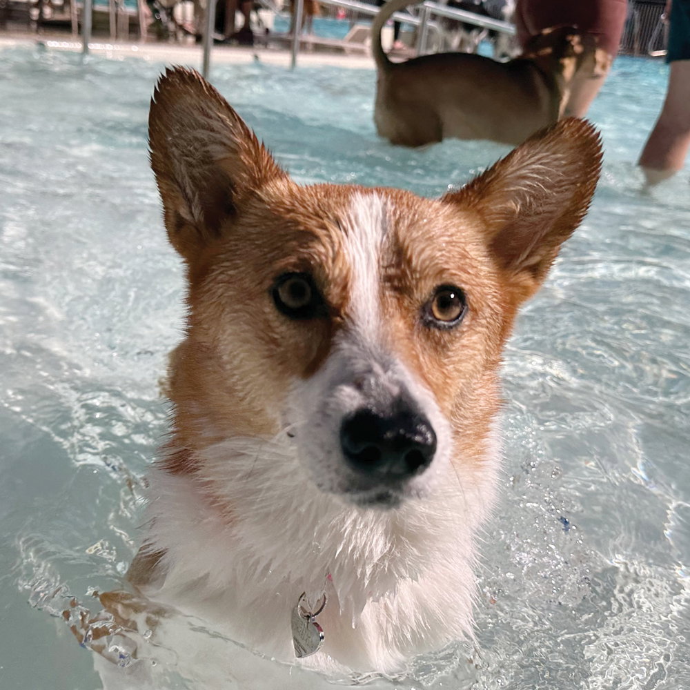 A good boi corgi in the Piedmont Park Pool
