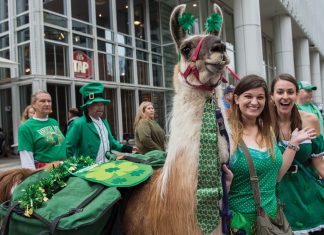 A llama dressed in St. Patrick's Day green with a tie