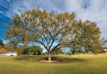 The quiet champions of Atlanta: Celebrating the magnificence of our city’s biggest trees American Elm tree