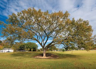 The quiet champions of Atlanta: Celebrating the magnificence of our city’s biggest trees American Elm tree