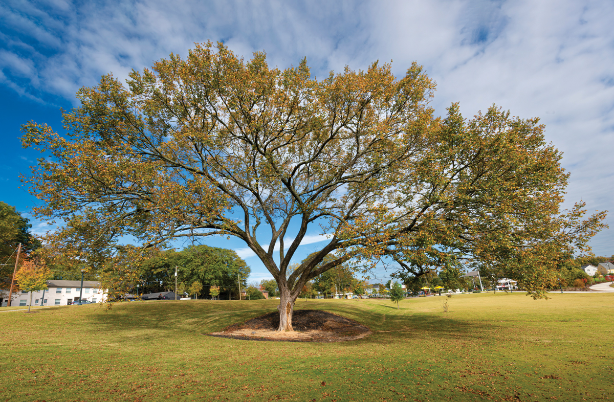 American Elm tree