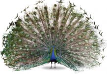 “On every call, I prepare for a bite”: Fulton County Animal Services’ mission to protect Atlanta’s pets a peacock