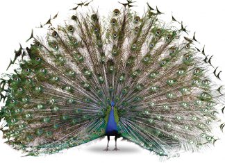 “On every call, I prepare for a bite”: Fulton County Animal Services’ mission to protect Atlanta’s pets a peacock