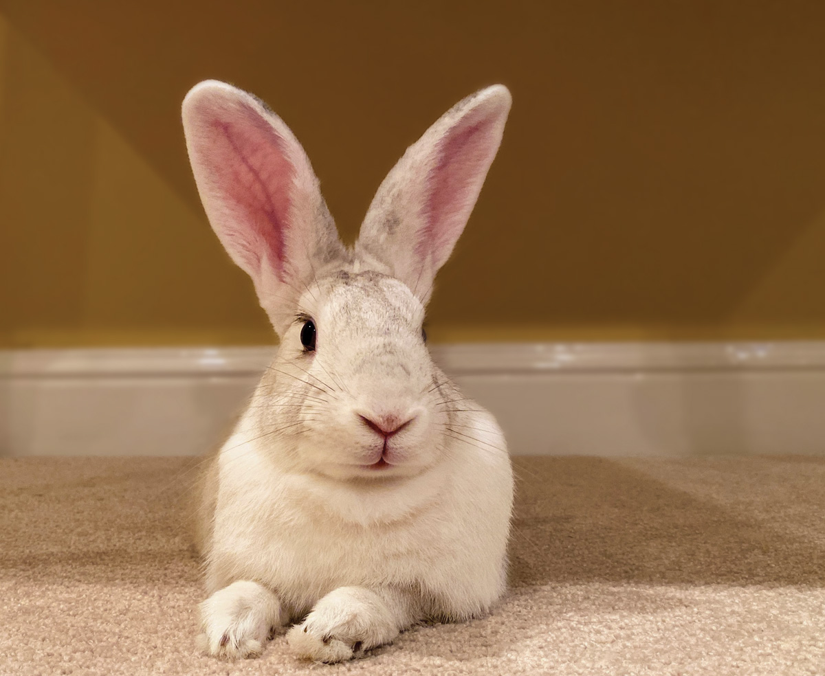 a white and light brown bunny with big ears poses in the photo