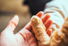 Editor’s Journal: I never wanted kittens. But Little Bit and Smackie Boy convinced me otherwise. A person holding a ginger cat's paw
