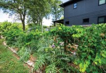 a home bordered by grape vines and artichokes