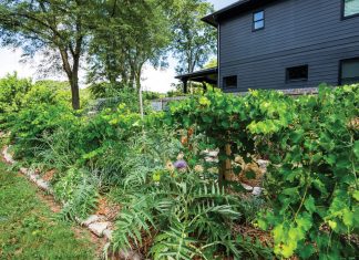 The rise of the “anti-lawn movement” has some Atlanta yards looking wild by design a home bordered by grape vines and artichokes