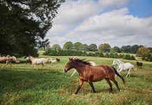 3 Georgia havens that encapsulate luxury travel horses roam the field at World of Quercus working ranch