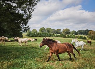 3 Georgia havens that encapsulate luxury travel horses roam the field at World of Quercus working ranch