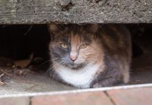 How Georgia Tech students are engineering better lives for campus cats a white, grey, and orange cat hides under a street curb