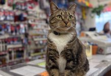 A love letter to the Virginia-Highland Ace Intown Hardware Saffron the cat, at ACE Intown Hardware