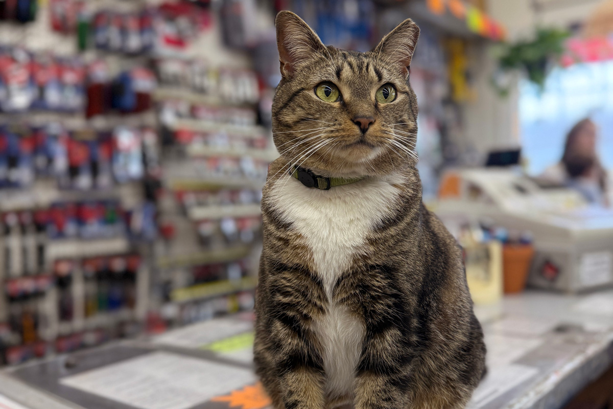 Saffron the cat, at ACE Intown Hardware