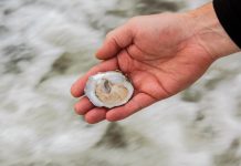 With sustainable aquaculture, Georgia’s oyster industry is making a promising comeback a hand holding an oyster