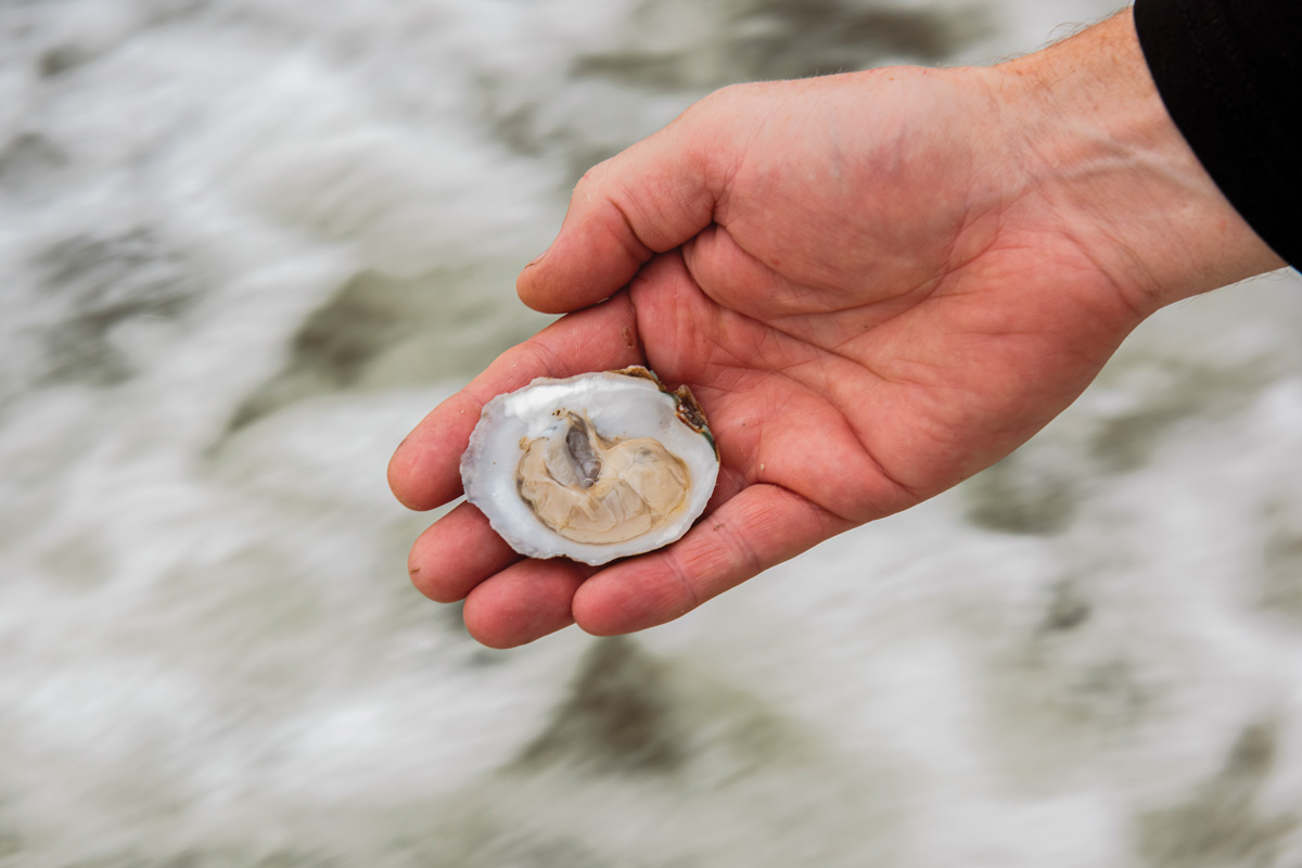 a hand holding an oyster