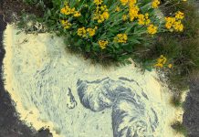 A love letter to Atlanta’s pollen Spring pollen collecting in a pool of water at Arabia Mountain National Heritage Area