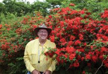 The secret to (almost) never-ending azaleas Charles Andrews with a Cumberland azalea