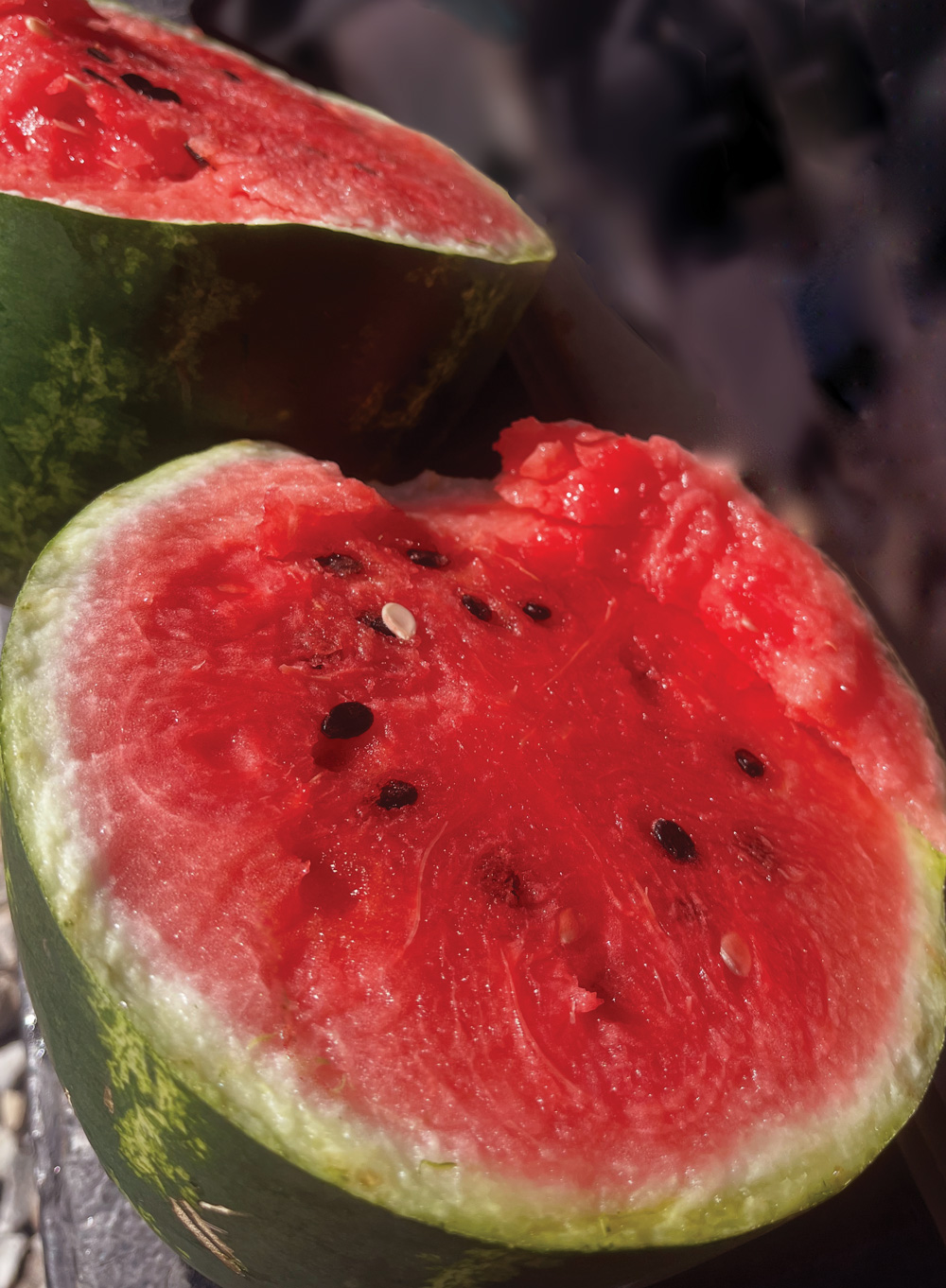 early watermelons growing on the family’s land