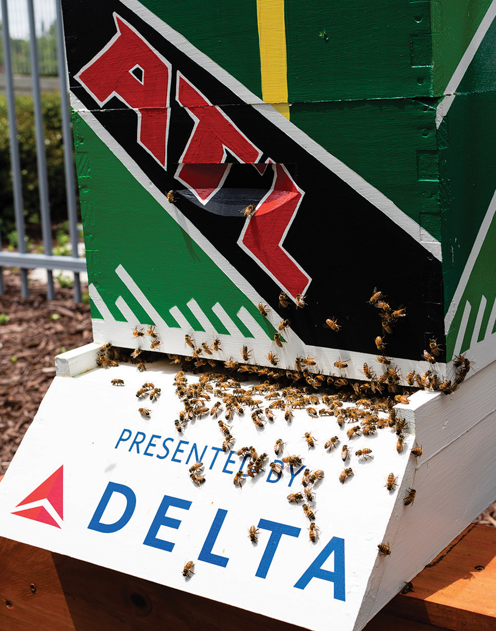 bees in the adjacent urban garden