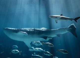 The big 10 must-do’s in Atlanta whales at the Georgia Aquarium
