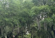 How Cape Fear turned Atlanta into Savannah