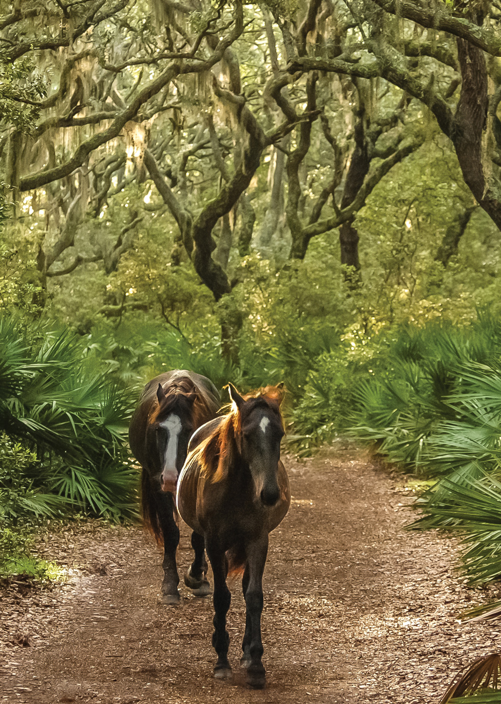 Wild horses roaming freely on the island
