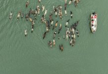 The wild horses of Chincoteague have been swimming to shore for 101 years